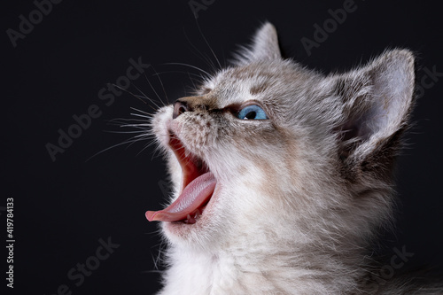 Portrait of a beautiful striped grey kitten with blue eyes on black background yawning