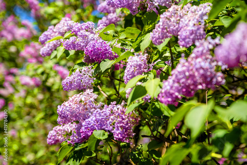 Pink lilac blooms in the Botanical garden 