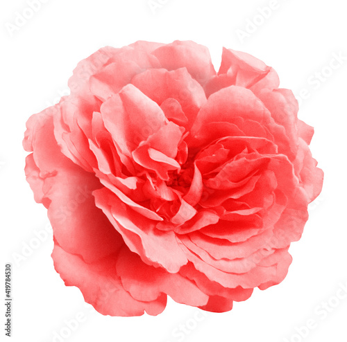 Pink rose flower on the white isolated background with clipping path. Close up without shadows