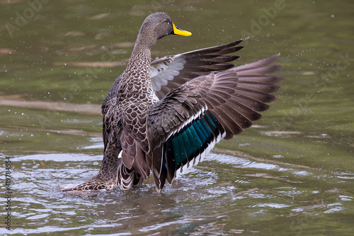 Lone Yellow billed duck swimming on surface of a pond