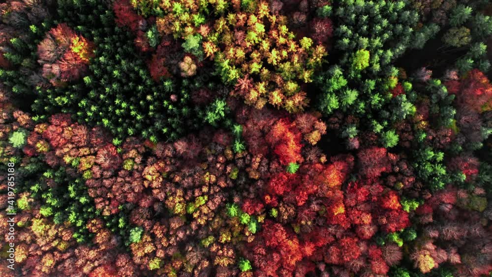 Autumn forest at sunset. Aerial view of wildlife in Poland Autumn forest at sunset. Aerial view of wildlife in Poland