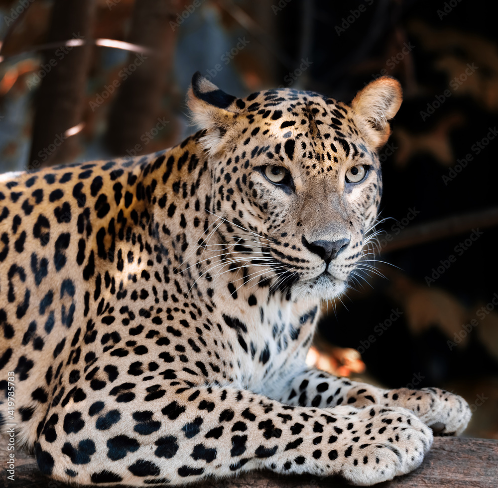 beautiful big wild cat, Ceylon Leopard or Sri Lanka Leopard (Panthera pardus kotiya). Leopard is listed as Endangered on the IUCN Red List. beautiful big wild cat, Ceylon Leopard or Sri Lanka Leopard (Panthera pardus kotiya). Leopard is listed as Endangered on the IUCN Red List.