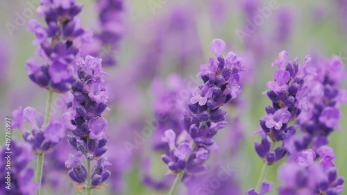 Honey bee on a lavender flower, Provence
