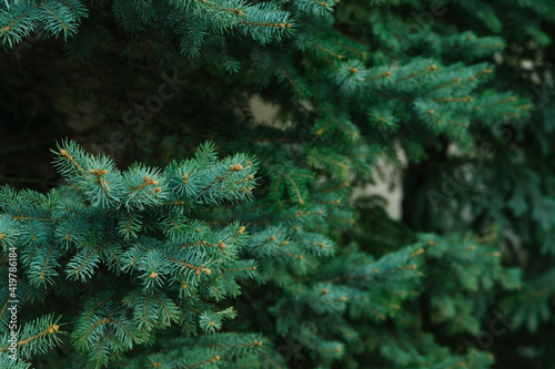 The texture of the green branches of the Christmas tree. Coniferous tree.