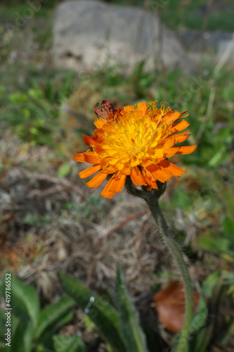 Orangerotes Habichtskraut photo