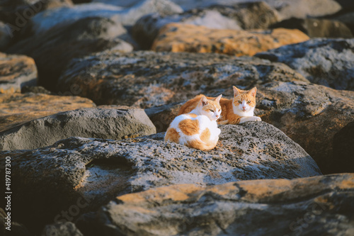 Cat by the sea at Kakaako Waterfront Park, , Oahu, Hawaii