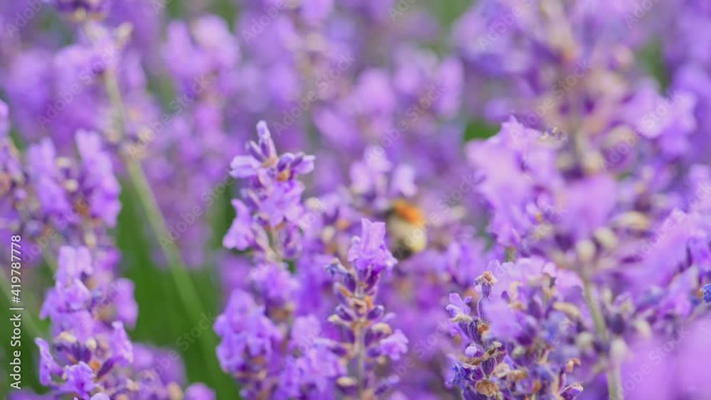 Honey Bee on a lavender flower Honey Bee on a lavender flower