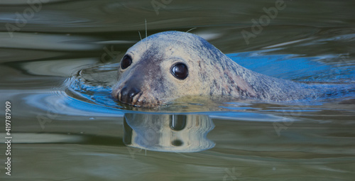 Warsaw ZOO - grey seal photo