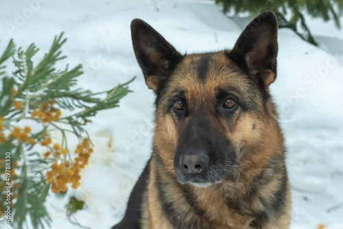 The German Shepherd looks at the owner with devotion in his eyes