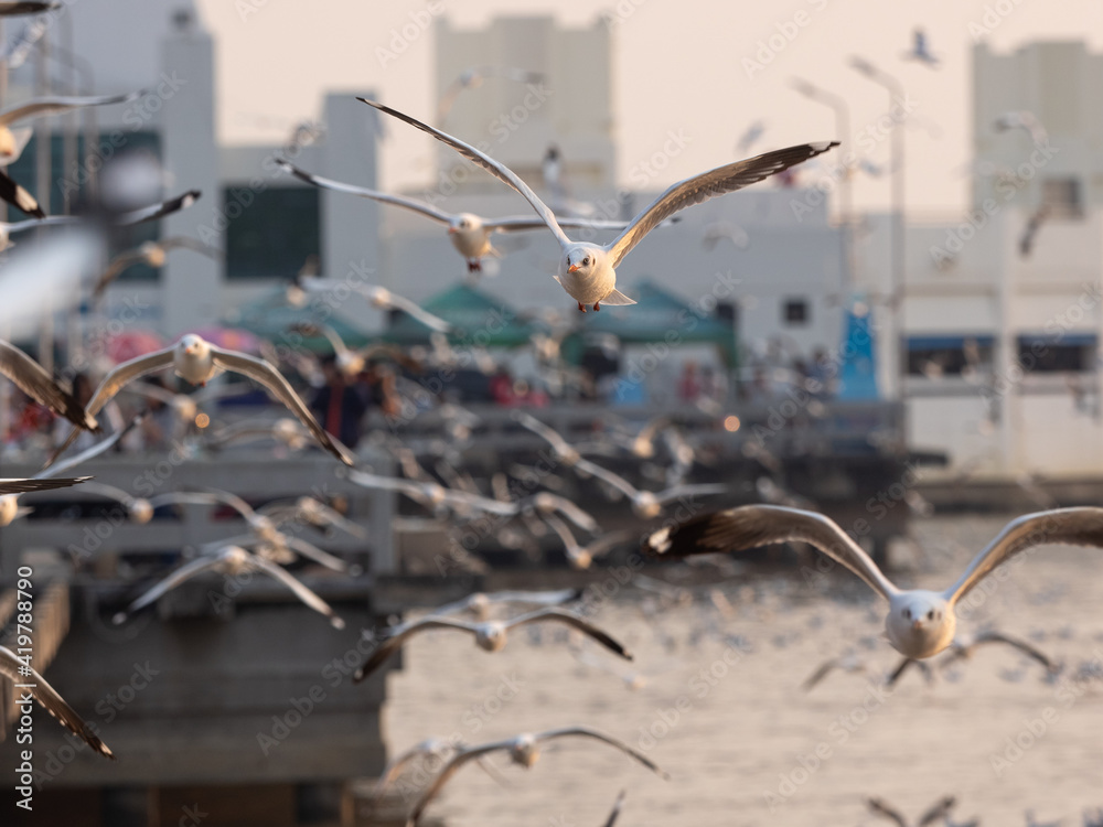 Sunset at Bang Pu Thailand , There are lots of seagulls fly, Recreation Center. Migratory seagulls flock to the Bang Pu Seaside. Selective focus