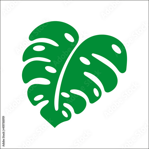 Isolated monstera leaf. Green tropical plant leaf.