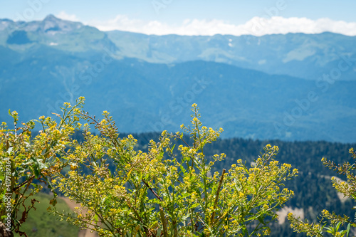 Summer landscapes of the Caucasus mountains in Rosa Khutor, Russia, Sochi, Krasnaya Polyana. Peak 2320m. grass and flowers on a background of mountains photo