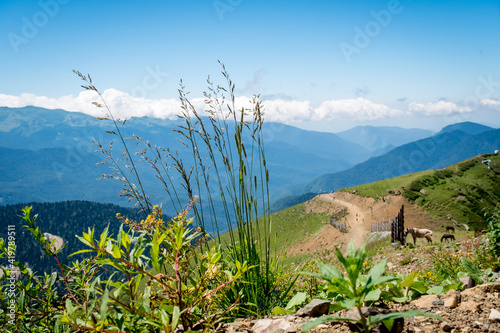 Summer landscapes of the Caucasus mountains in Rosa Khutor, Russia, Sochi, Krasnaya Polyana. Peak 2320m. grass and flowers on a background of mountains photo