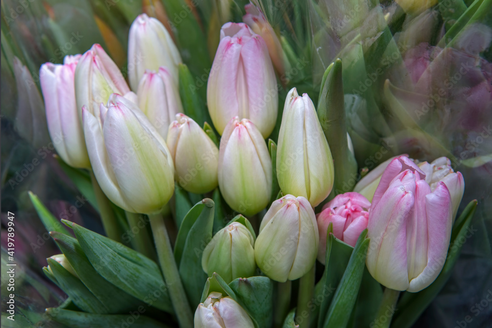 Beautiful bouquets of tulips in a package, ready for sale. Spring flowers. Close up. Beautiful bouquets of tulips in a package, ready for sale. Spring flowers. Close up.