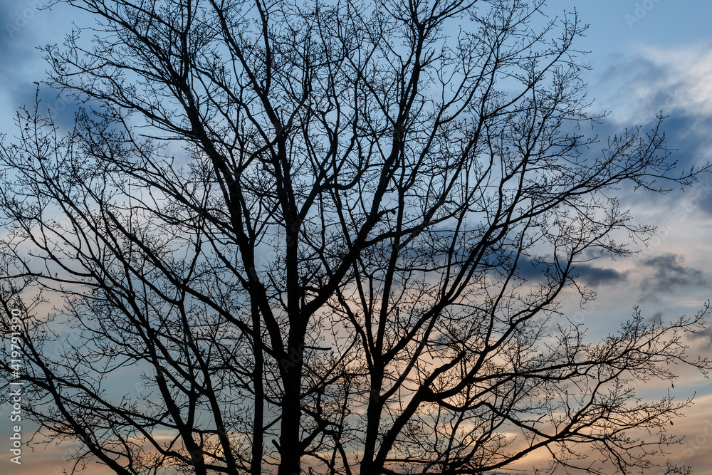 Silhouette of an oak tree without leaves in winter and sky with clouds at sunset. Silhouette of an oak tree without leaves in winter and sky with clouds at sunset.
