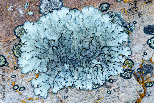 Crustacean lichen of bluish gray color and others of smaller size on rock surface. photo