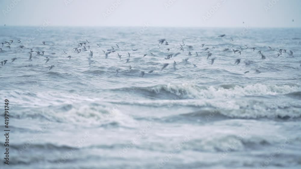 IF-migratory birds flying-01/snipe/철새/도요새/비행/シギ/渡り鳥/agachadiza/oiseau voyageur/Перелётные/uccelli migratori