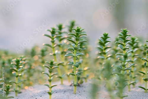 Fototapeta Naklejka Na Ścianę i Meble -  Sea Sandwort Greenery in white Baltic Sea beach sand in Latvia. Plants Growing in sand. Botany