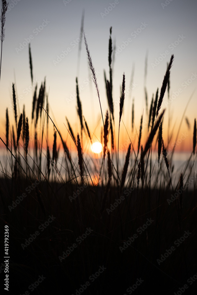 Baltic Sea at Summer Sunset Time. Reed Silhouette View Baltic Sea at Summer Sunset Time. Reed Silhouette View