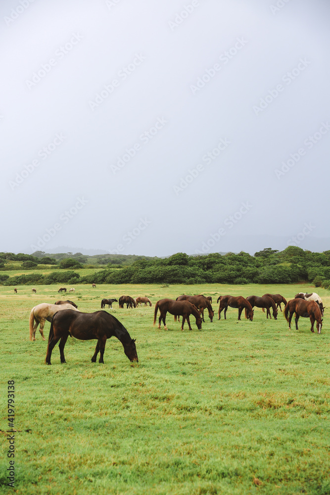 Obraz premium Horses in Gunstock Ranch, Oahu island Hawaii | Nature Landscape Travel