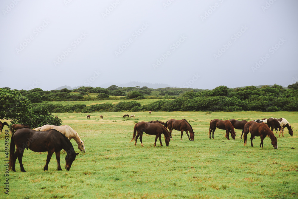 Horses in Gunstock Ranch, Oahu island Hawaii | Nature Landscape Travel Horses in Gunstock Ranch, Oahu island Hawaii | Nature Landscape Travel