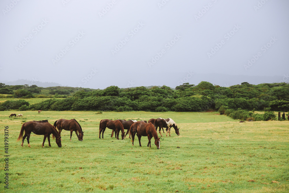 Horses in Gunstock Ranch, Oahu island Hawaii | Nature Landscape Travel Horses in Gunstock Ranch, Oahu island Hawaii | Nature Landscape Travel