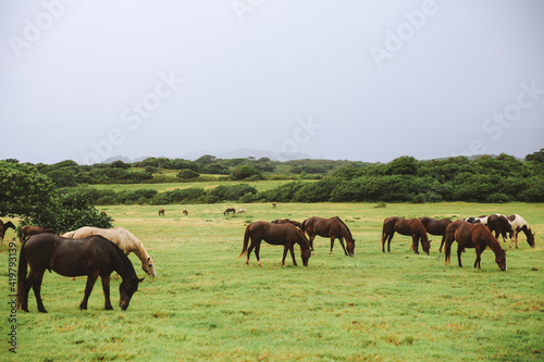 Horses in Gunstock Ranch, Oahu island Hawaii   Nature Landscape Travel © youli