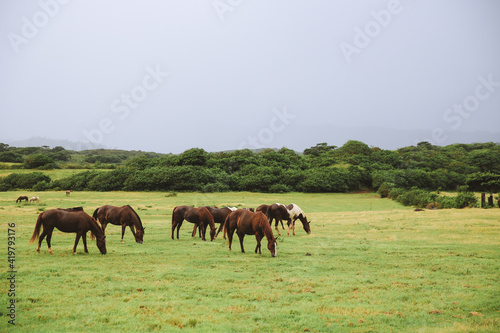 Horses in Gunstock Ranch, Oahu island Hawaii | Nature Landscape Travel