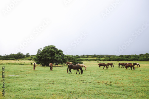 Horses in Gunstock Ranch, Oahu island Hawaii | Nature Landscape Travel