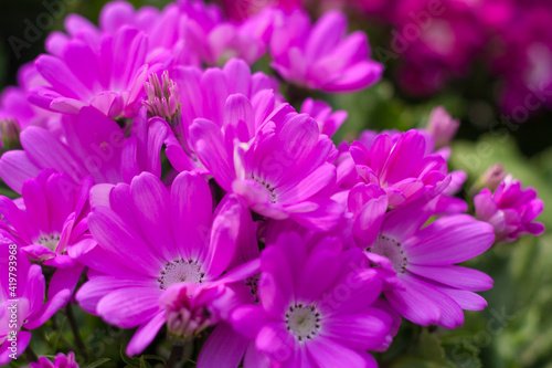 Colorful flowers cineraria blooming outdoors in spring   Pericallis hybrida