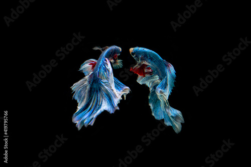 fighting fish isolated on black background. 