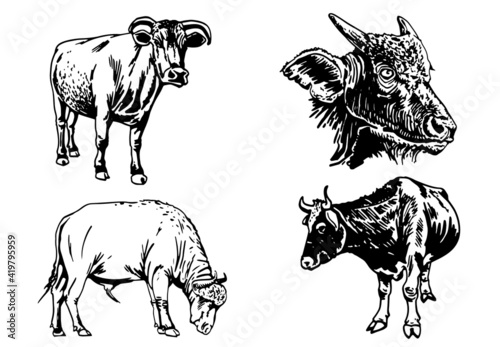 Hand-drawn set of bulls on white background vector illustration