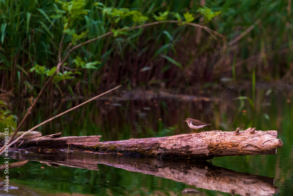 Common Sandpiper or Actitis hypoleucos bird in habitat Common Sandpiper or Actitis hypoleucos bird in habitat