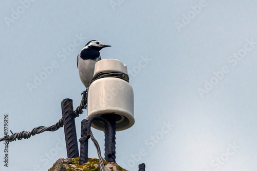 White Wagtail or Motacilla alba sitting on a pole photo