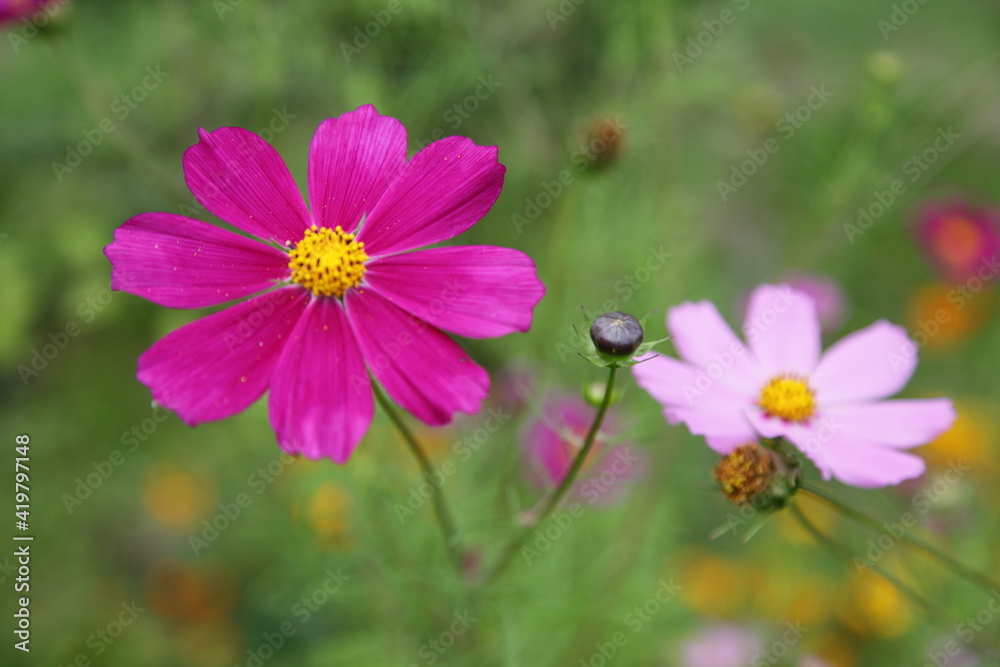 Beautiful blooming purple and pink flowers with yellow center close up on blurred green grass background at summer day Beautiful blooming purple and pink flowers with yellow center close up on blurred green grass background at summer day