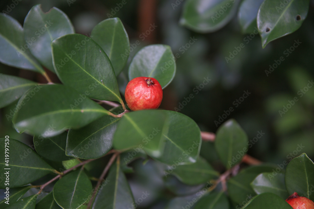 Fototapeta premium Strawberry Guava in Hoomaluhia Botanical Garden, Koolau Range ,Oahu Hawaii wild fruit