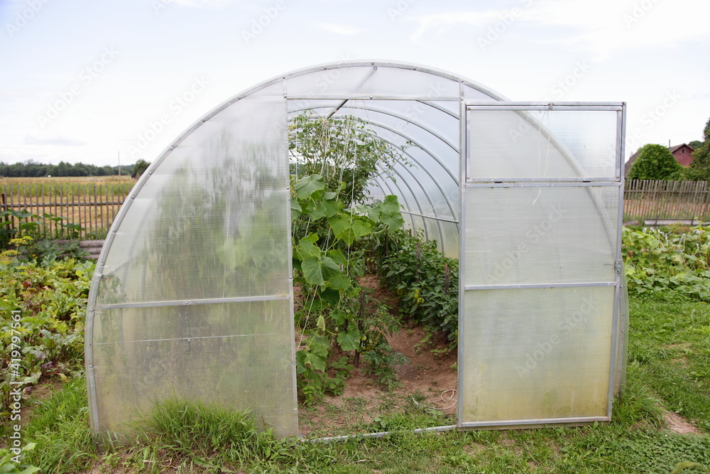Arch panel gray polycarbonate Greenhouse with open door with sweet peppers paprika inside on background of garden beds to grow vegetables, life in the village, subsistence farming Arch panel gray polycarbonate Greenhouse with open door with sweet peppers paprika inside on background of garden beds to grow vegetables, life in the village, subsistence farming