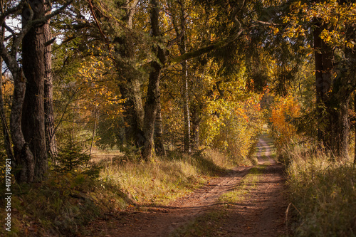 autumn in the forest