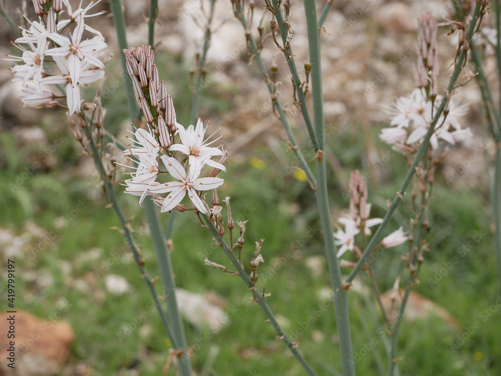Fragrant white asphodel flowers on a background of stones in a meadow on a sunny spring day. The flower of oblivion in natural conditions under the open sky Fragrant white asphodel flowers on a background of stones in a meadow on a sunny spring day. The flower of oblivion in natural conditions under the open sky