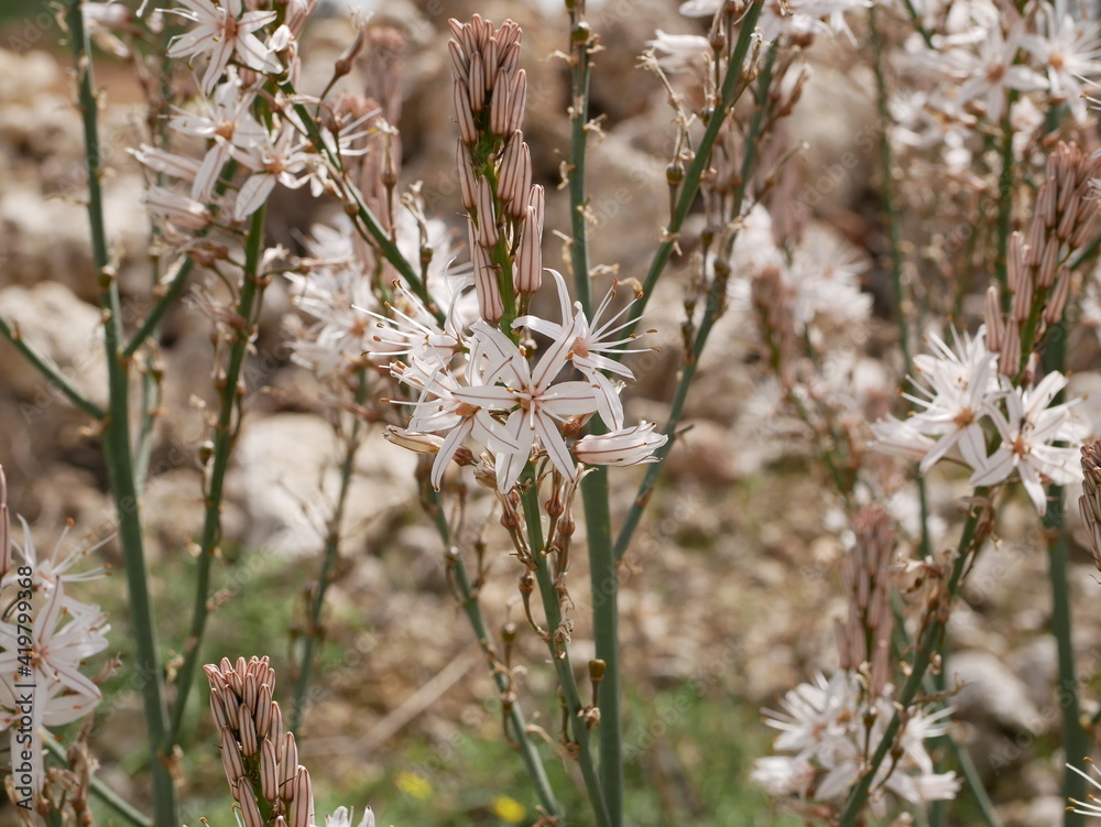 Fragrant white asphodel flowers on a background of stones in a meadow on a sunny spring day. The flower of oblivion in natural conditions under the open sky Fragrant white asphodel flowers on a background of stones in a meadow on a sunny spring day. The flower of oblivion in natural conditions under the open sky