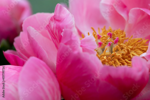 Vivid Wild Mudan Pink Peonies. Beautiful Flowers