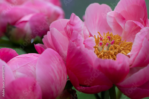 Wild Mudan Pink Peonies. Beautiful Flowers