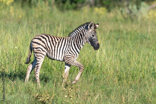 Zebra in the grass nature habitat  National Park of Kenya. Wildlife scene from nature  Africa