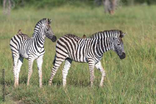 Zebra in the grass nature habitat  National Park of Kenya. Wildlife scene from nature  Africa