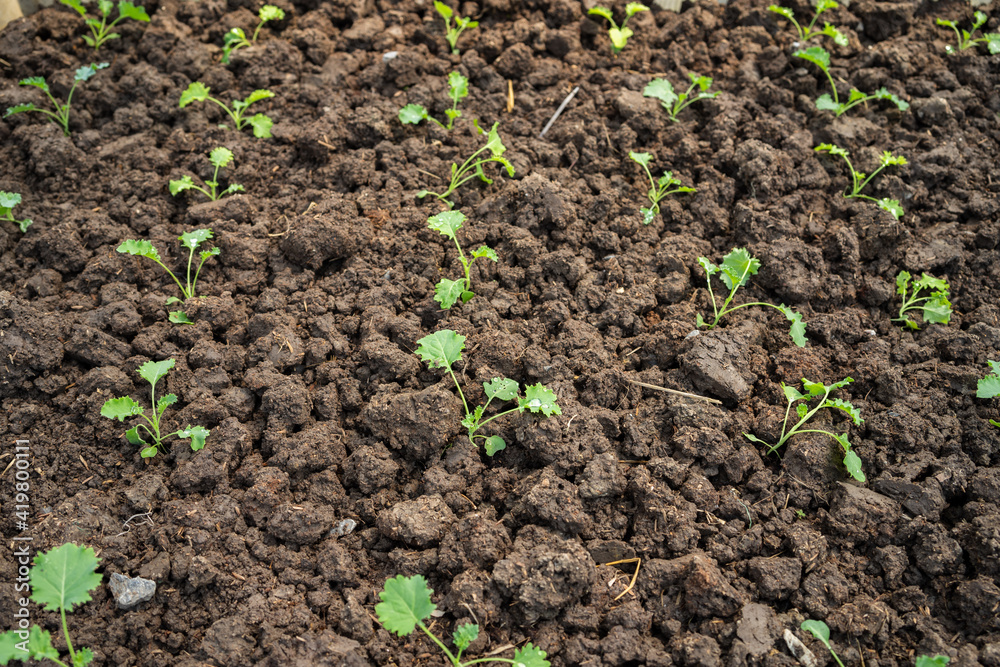 Organic green vegetable planting farm Organic green vegetable planting farm