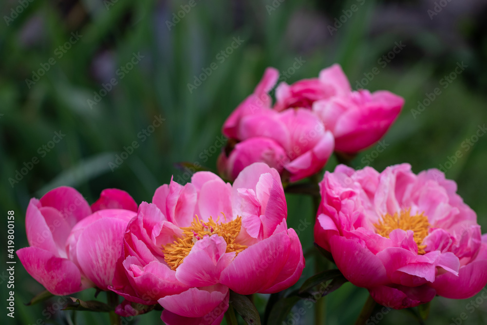 Wild Mudan Pink Peonies. Beautiful Flowers Wild Mudan Pink Peonies. Beautiful Flowers