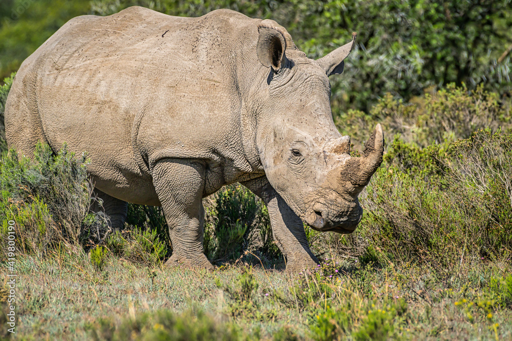 Fototapeta premium White rhino in the wild