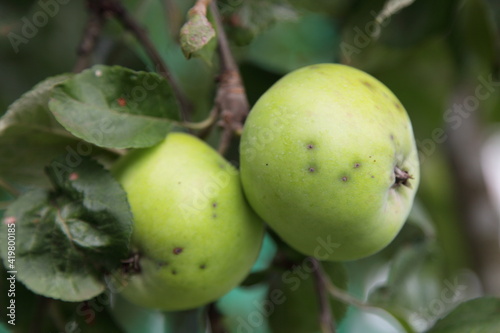 Two natural ripe green Apples with green leaves on a apple tree branch close up at summer day, fresh home-made vegetables, farming healthy food in rural garden