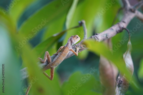 Close up oriental garden lizard hanging by tree branch in the garden