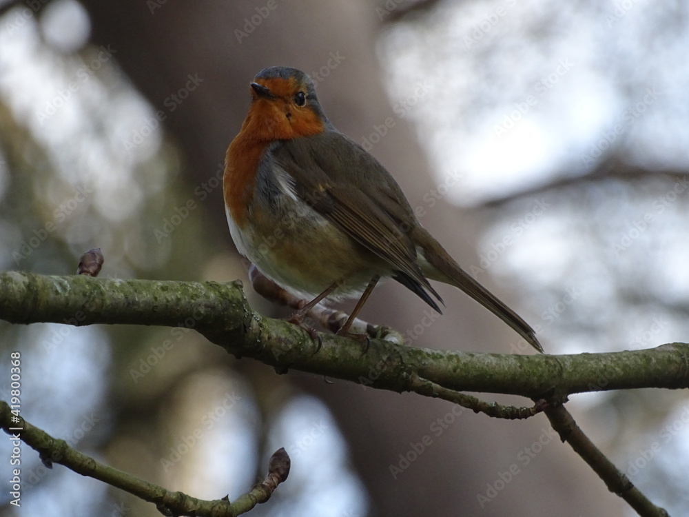 Rouge-Gorge